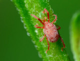 mite