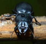 Ground beetle Pasimachus?