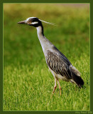 Yellow Crowned Night Heron in the front yard