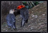red bellied woodpecker