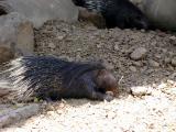 Porcupine