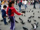 Pigeons on Piazza San Macro