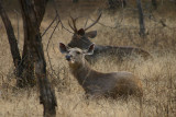 Male And Female