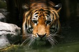 Indonesian Tiger