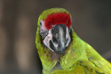 Parrot