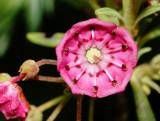 Sheep Laurel.jpg