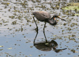 Tricolored Heron.jpg