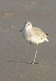 Willet.jpg