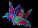Comparison of Lenses for UV Photography II