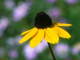 Rudbeckia_triloba_VIS_P1470056a_c.jpg