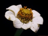 Zinnia_VIS__P1470264_c.jpg