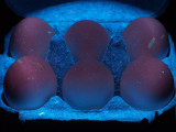 white eggs 2281541k.jpg