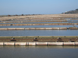  The salt flats cover nearly 7 square kilometers, but each individual pool is about 20 square meters.