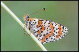 Melitaea didyma