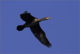 Cormorano