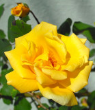 Yellow Fall Rose