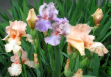 Pale Purple and Peach Iris