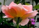 Pink Rose Different View