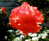 Orenge Rose
