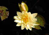 Mother and Chilf Pale Yellow Water Lillies