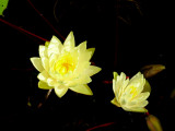 Yellow Water Lillies
