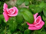 Pink Rose Bud Twins