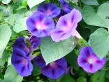 Morning Glories