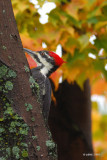 Grand Pic female (Pileated woodpecker)