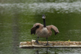 Bernache du Canada (Canada goose)