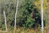 Busard des marais (Northern harrier)