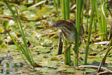 Petit blongios (Least bittern)