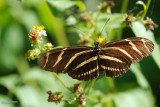 Heliconius charithonia (Zebra longwing)