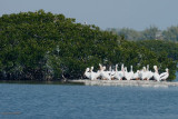 Plican blanc (White pelican)