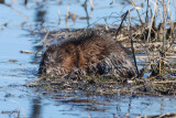 Rat musqu (Muskrat)