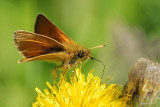 Hesprie des gramines (European Skipper)-Thymelicus lineola