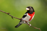 Cardinal  poitrine rose (Rose-breasted Grosbeak)