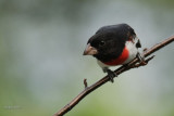 Cardinal  poitrine rose (Rose-breasted Grosbeak)