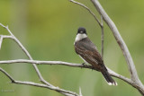 Tyran tritri (Eastern kingbird)
