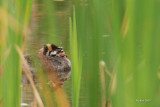 Grbe  bec bigarr jeune (Pied-billed grebe)