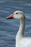 Oie des neiges (Snow goose)