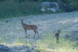 Cerf de Virginie (White-tailed deer)