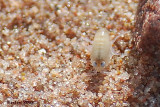 Puce de sable? (Sand flea?)
