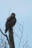 Buse à queue rousse (Red-tailed hawk)