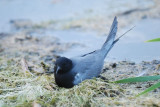 Guifette noire (Black tern)