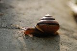 Escargot  des bois (Grove snail)