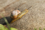 Escargot  des bois (Grove snail)