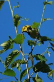 Paruline  gorge noire (Black-throated green warbler)