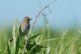Bruant des prs (Savannah sparrow)