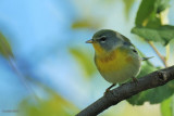 Paruline � collier (Northern Parula)