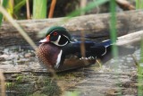 Canard branchu (Wood duck)